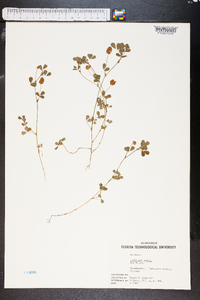 Trifolium aureum image