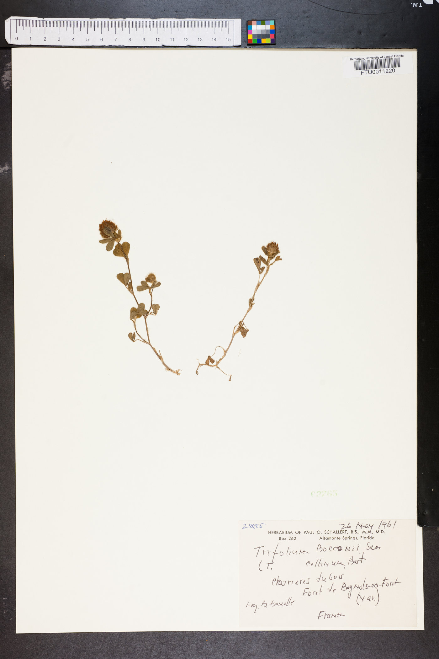 Trifolium bocconei image