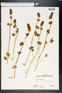 Trifolium incarnatum image