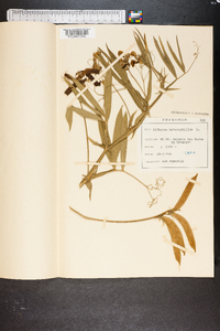 Lathyrus heterophyllus image