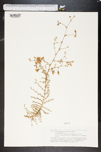 Image of Lotus leptophyllus