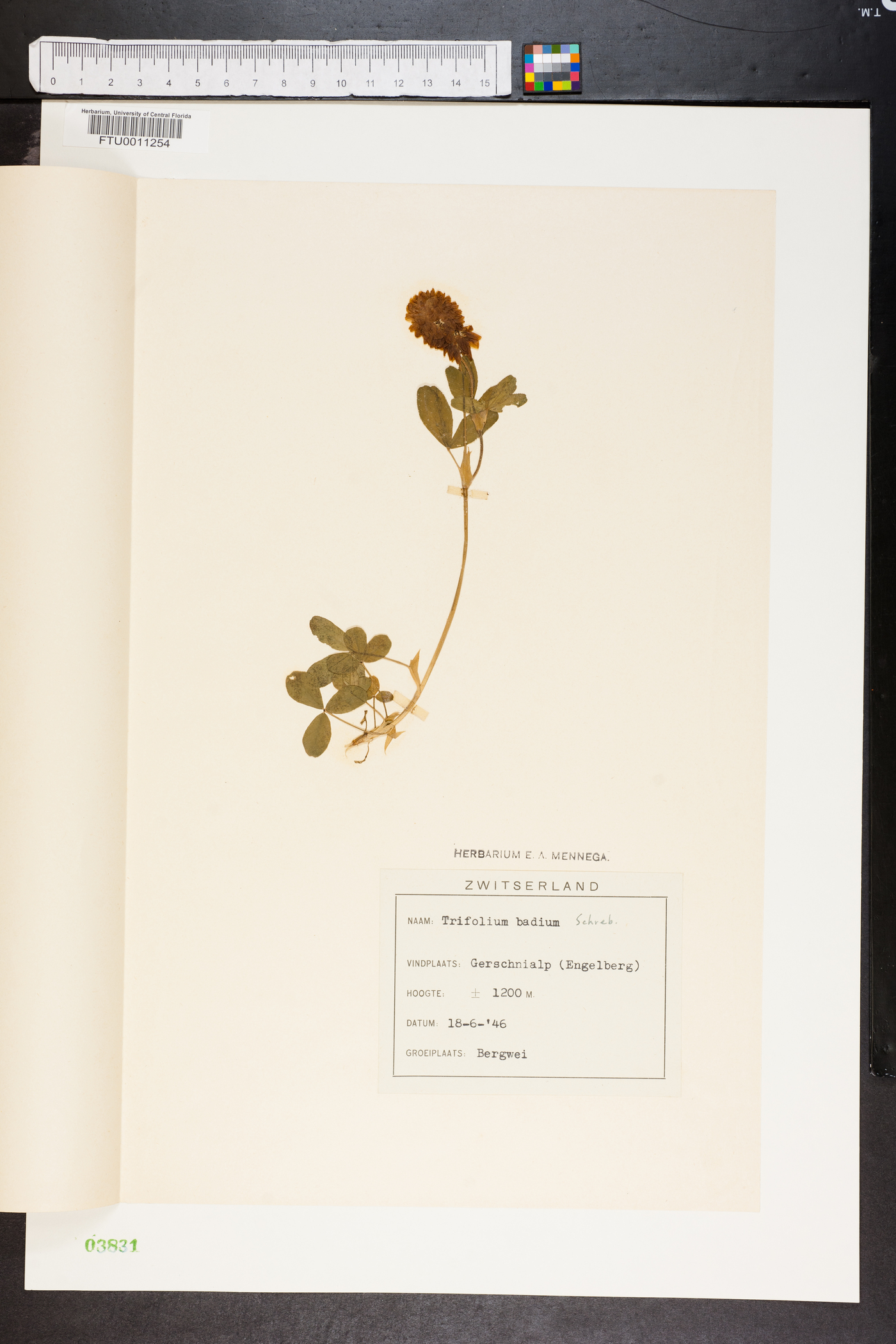 Trifolium badium image