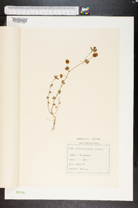 Trifolium patens image