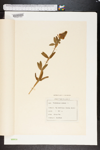 Trifolium rubens image