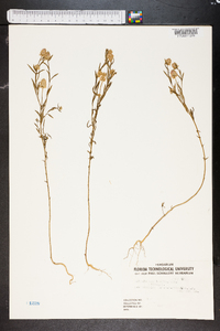 Polygala brevifolia image