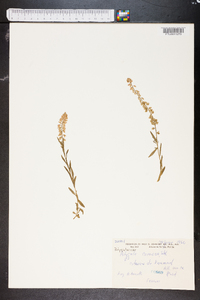 Polygala comosa image