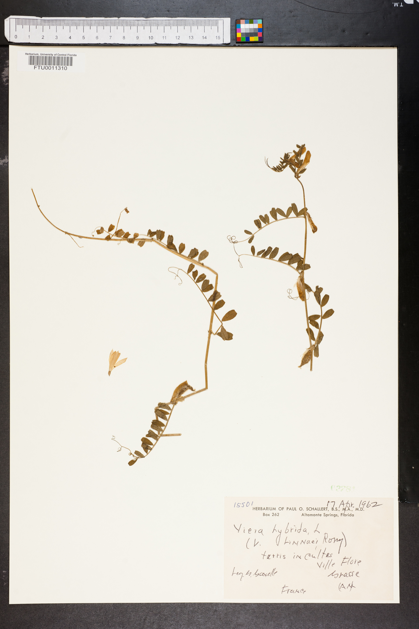 Vicia hybrida image