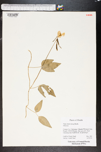 Vigna lutea image