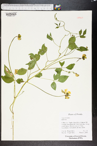 Vigna lutea image