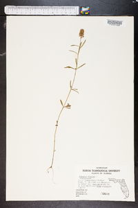 Polygala cruciata image