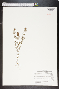 Polygala cruciata image