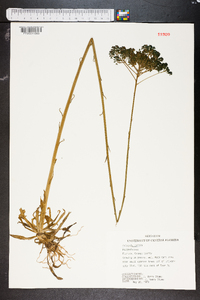 Polygala cymosa image