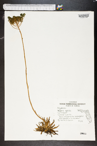 Polygala cymosa image