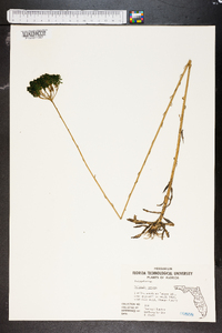 Polygala cymosa image