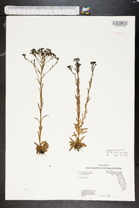 Polygala cymosa image