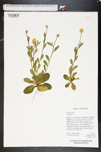 Polygala lutea image