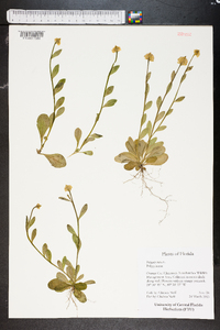 Polygala lutea image