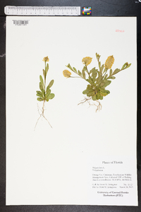 Polygala lutea image