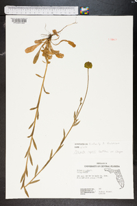 Polygala lutea image