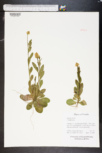 Polygala lutea image