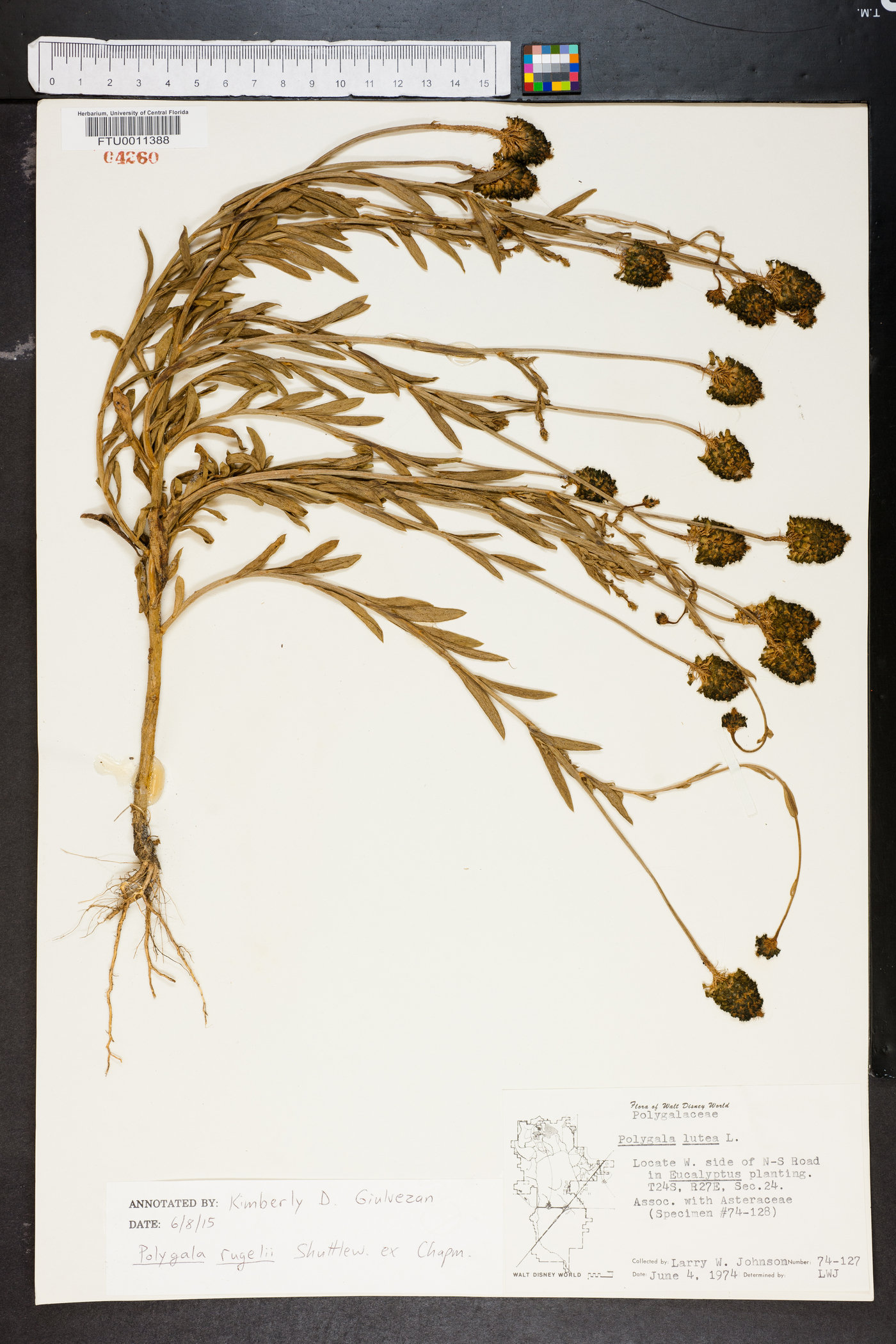 Polygala lutea image