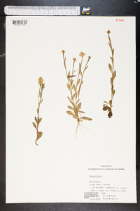 Polygala lutea image