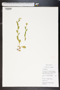 Polygala lutea image