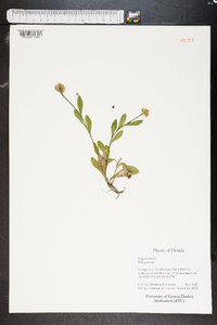 Polygala lutea image