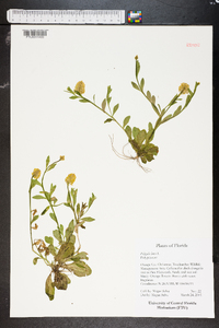 Polygala lutea image