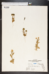 Polygala lutea image