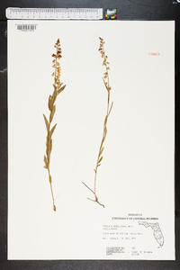 Polygala grandiflora image