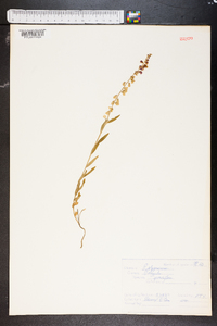 Asemeia grandiflora image