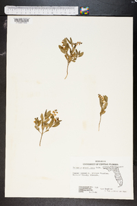 Asemeia grandiflora image