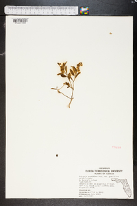 Polygala grandiflora image