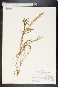 Asemeia grandiflora image