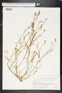 Asemeia grandiflora image