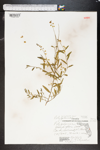 Polygala grandiflora image