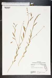 Asemeia grandiflora image