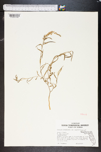 Asemeia grandiflora image