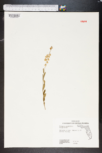 Asemeia grandiflora image