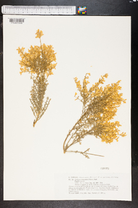 Genista microphylla image