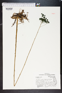 Polygala ramosa image