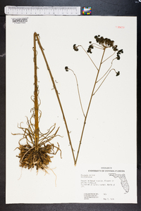 Polygala ramosa image