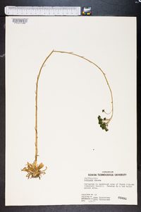 Polygala ramosa image