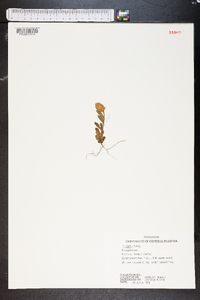 Polygala lutea image