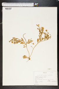 Polygala lutea image