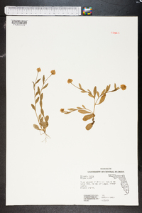 Polygala lutea image