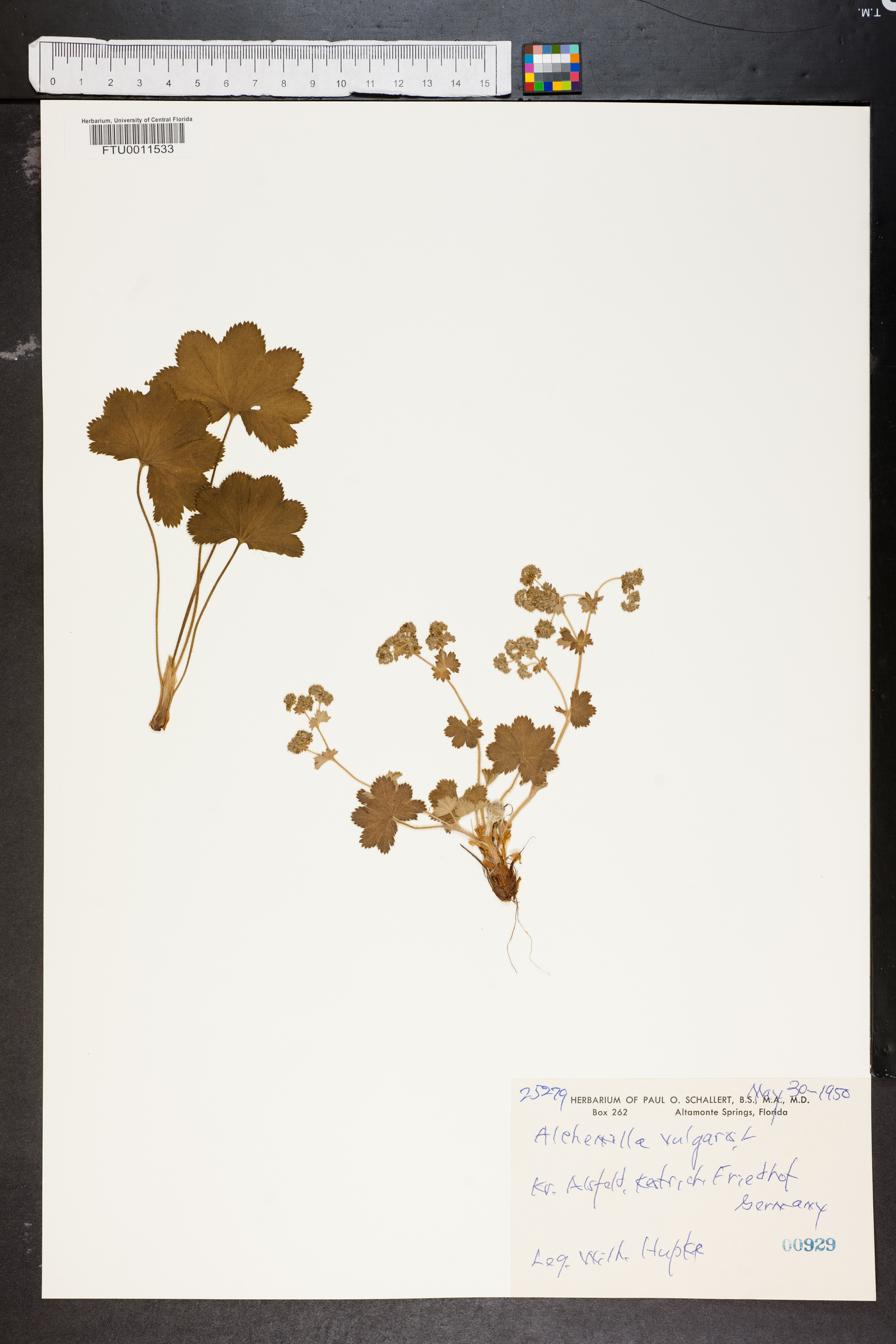 Alchemilla vulgaris image