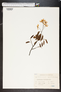 Amelanchier sanguinea image