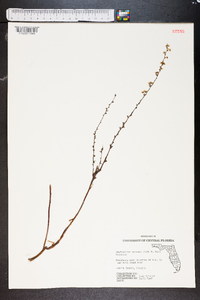 Amelanchier spicata image